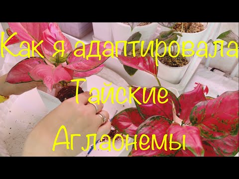 Видео: История адаптации Тайских Аглаонем и их пересадка в грунт 😃