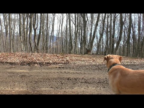 Видео: Коп на шашлычных полянах, снова много монет.