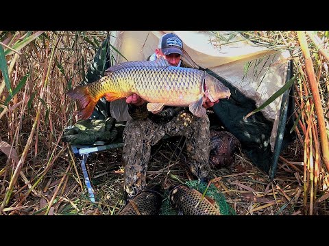 Видео: ДОБРОЕ УТРО В КАМЫШАХ! РЫБАЛКА ПО ХОЛОДУ. ЗАБРАЛСЯ В ГУЩУ И ПОПАЛ НА ЖОР САЗАНА