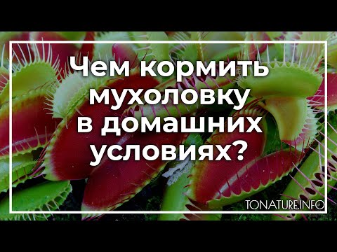 Видео: Чем кормить мухоловку в домашних условиях? | toNature.Info