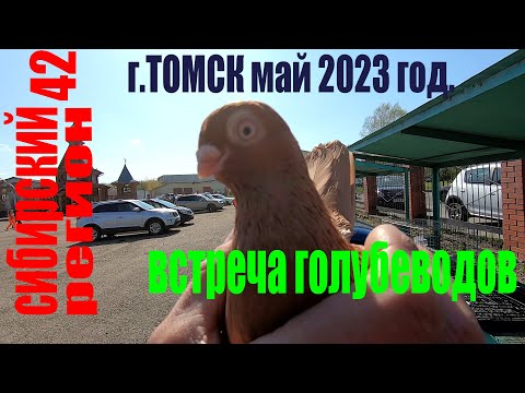 Видео: ГОЛУБИ В ТОМСКЕ - май 2023г.