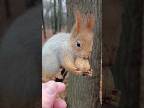 Видео: Ещё одна ловкая белка / Another nimble squirrel