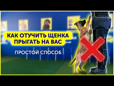 Видео: Как отучить щенка прыгать на хозяина | Почему щенок прыгает | Как успокоить щенка | Малинуа DRED