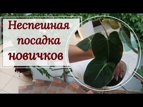 Видео: Посадим эквадорских новичков? 😉