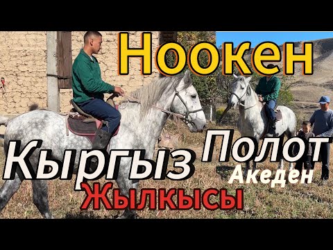 Видео: Полот акеден тектуу Кыргыз жылкысы ишеничту