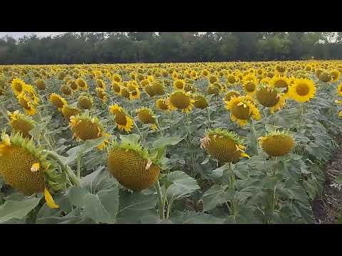 Видео: Чому у цьому році погано працює No-Till?