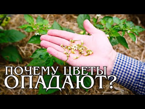 Видео: Почему опадают цветы у перца?
