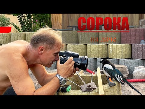Видео: Сорока на даче. Ручная птица.