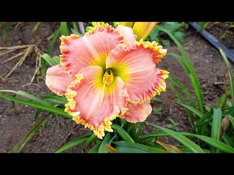 Видео: Лилейники 2018 год. Сборная солянка. Часть 2