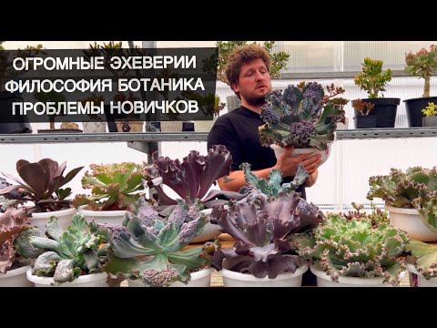 Видео: Б 3 КОЛЛЕКЦИЯ ЭХЕВЕРИЙ / ПРОБЛЕМЫ НОВИЧКОВ / КАК ВЫРАСТИТЬ ИДЕАЛЬНЫЕ СУККУЛЕНТЫ И ДРУГИЕ РАСТЕНИЯ