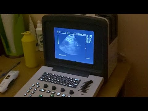 Видео: Немецкая овчарка на УЗИ в ветеринарной клинике. Беременна или нет