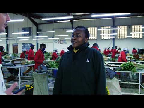 Видео: МЫ В КЕНИИ 🇰🇪 Плантация Sian