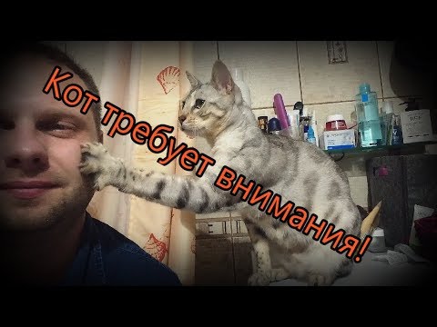 Видео: Бенгальский кот Вирсик встречает после работы и требует внимания.