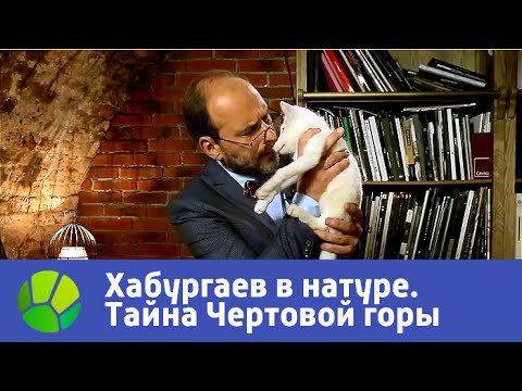 Видео: Тайна Чертовой горы. Хабургаев в натуре | Живая Планета