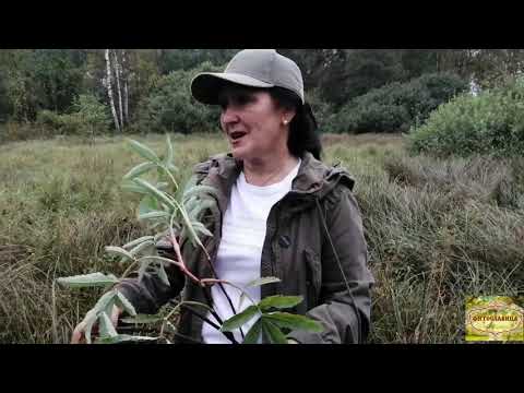 Видео: САБЕЛЬНИК БОЛОТНЫЙ, часть #2