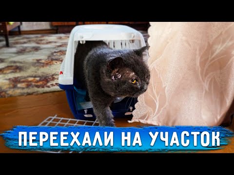 Видео: Переехала на участок с животными потому что Нукеру нельзя ходить по лестницам.Забрала часть животных