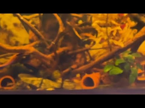 Видео: Опреснение креветки Амано.