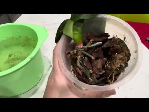 Видео: Орхидея  как тряпочка.,Восстановим?