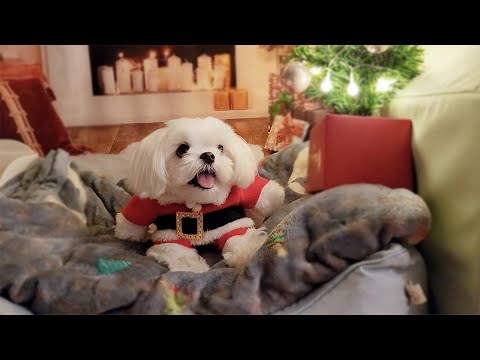 Видео: История собаки, которая расстроена должным образом во время подготовки к Рождеству🎅