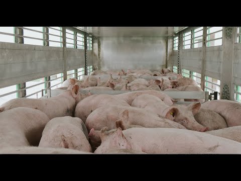 Видео: Скотовоз ТОНАР. Правила перевозки свиней, транспортировки животных от профессионалов AGROCARGO.
