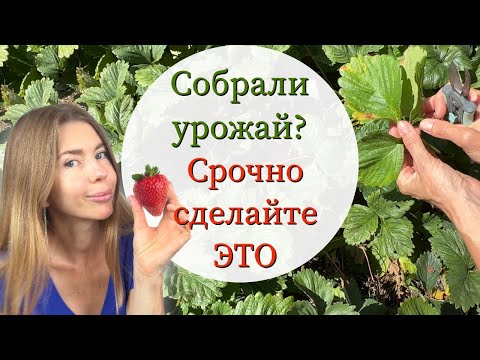 Видео: Обязательно сделайте это с клубникой после плодоношения