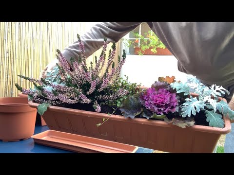 Видео: Цветочный хаос. Жизнь в Чехии #weekend #настроениеосень #эмиграция #жизньвчехии #цветочки #садовод