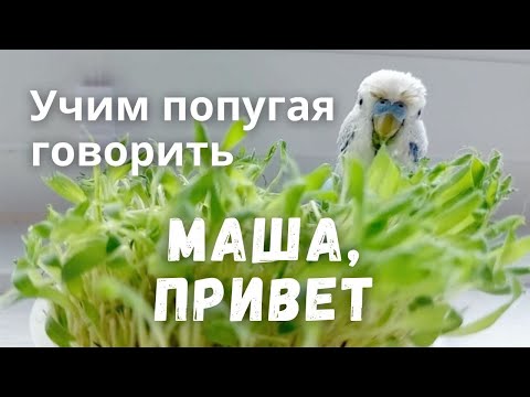 Видео: Учим попугая говорить Маша, привет