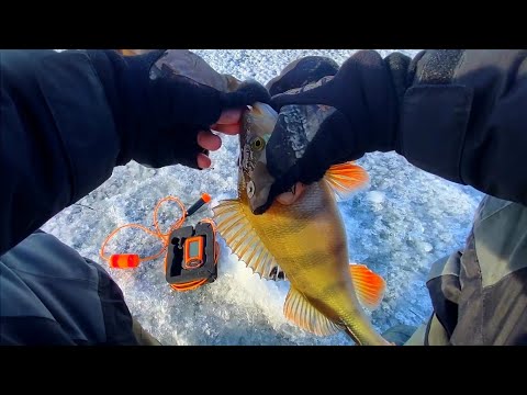 Видео: ОНИ ВЫРЫВАЮТ ЛЕСКУ ИЗ РУК!! КРУПНЫЙ ОКУНЬ на водохранилище.