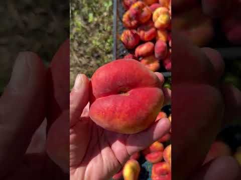 Видео: 9 августа 2025 г. Персик plane Jem . 