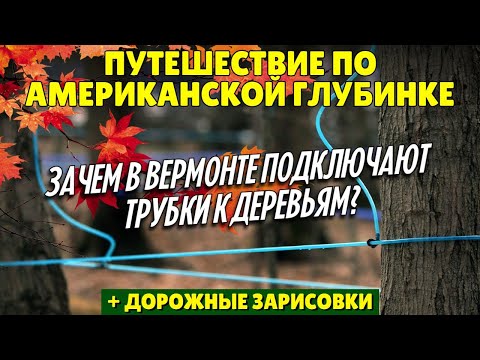 Видео: Путешествие по американской глубинке | Зачем в Вермонте подключают трубки к деревьям?