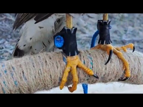 Видео: Правильная ПРИСАДА для ястреба 🦅🦅🦅