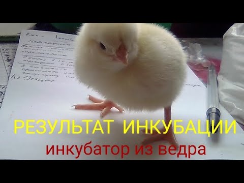Видео: Инкубатор из ведра, результат инкубации. Усадьба Романовых.