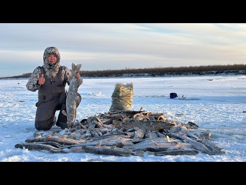 Видео: ХААЛБЫС 2|КАЛЬВИЦА|КОБЯЙСКИЙ УЛУС[Саха Сирэ]