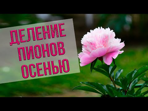 Видео: Как правильно делить пионы в августе и сентябре. Пошаговый мастер-класс