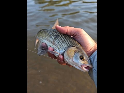 Видео: Сутрешни кефали. Chub in the morning.