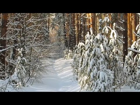 Видео: Прогулка в зимнем лесу поселка Васильево Район горы Чуваха