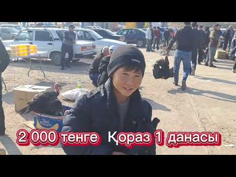 Видео: 10.11.24.Сарыағаш Жібек жолы құс базары.Тауықтар,курке тауықтар;индоуткалар,бөденелер,кептерлер,қоян