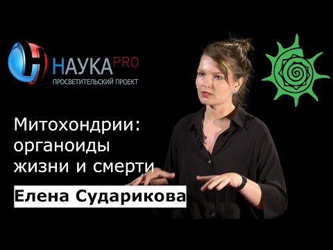 Видео: Митохондрии: органоиды жизни и смерти | Лекции по биологии – антрополог Елена Сударикова | Научпоп