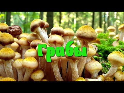 Видео: Грибы