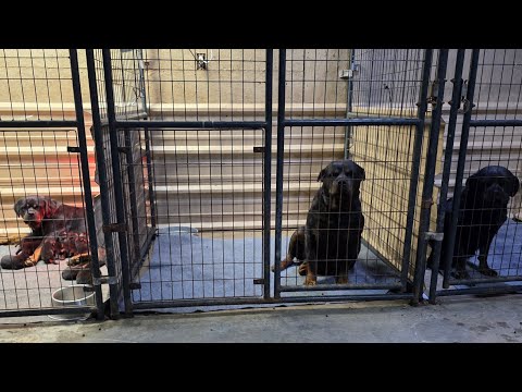 Видео: КТО-ТО ПЫТАЛСЯ ШАНТАЖИРОВАТЬ МЕНЯ, ПОЛУЧИВ 8000 ДОЛЛАРОВ ЗА РАЗГЛАШЕНИЕ