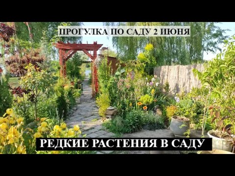 Видео: Прогулка по саду 2 июня 2022 ЮЖНЫЙ ЭКЗОТИЧЕСКИЙ САД | Большая коллекция редких растений ОБЗОР САДА