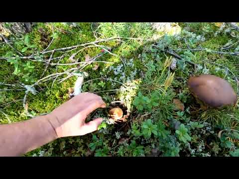 Видео: Белый гриб пошел. Лодейнопольский район.