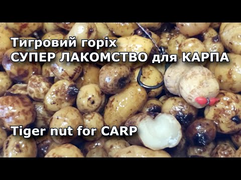 Видео: Супер ЛАКОМСТО для КАРПА! Тигровий горіх. Tiger nut for CARP!