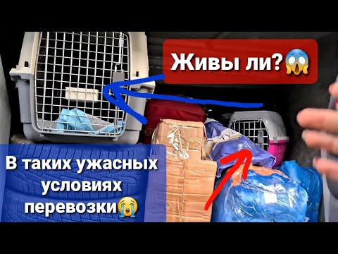 Видео: Доехала ли Ночка с Тосей?😥 Забираем Зоомобиль с обклейки! Едем встречать Ночку🙏
