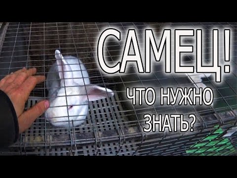 Видео: КАК ВЫБРАТЬ САМЦА, РАБОТА, ЖИЗНЬ, СРОКИ, НА ЧТО СМОТРЕТЬ