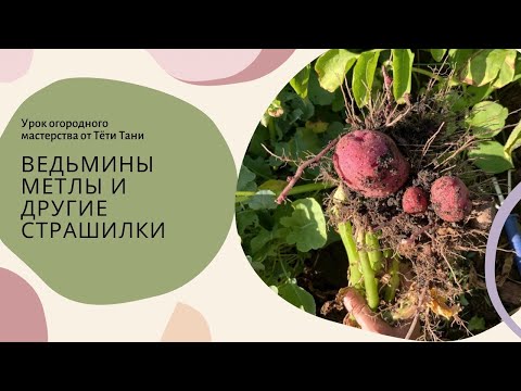 Видео: 590. Фитоплазмоз или Столбур... плоды даже есть нежелательно...