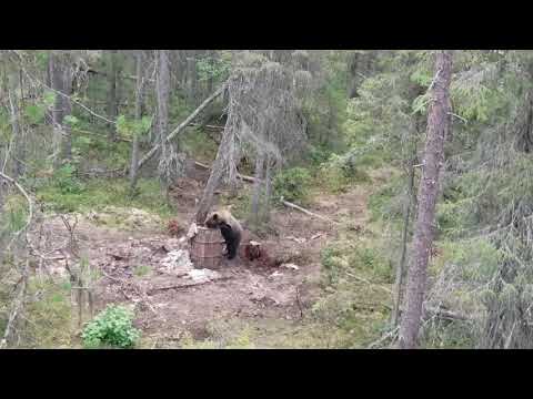 Видео: Охота на медведя на приваде, живая съёмка