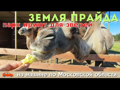 Видео: ПАРК ЛЬВОВ "ЗЕМЛЯ ПРАЙДА" 2024 - Колдовские путешествия