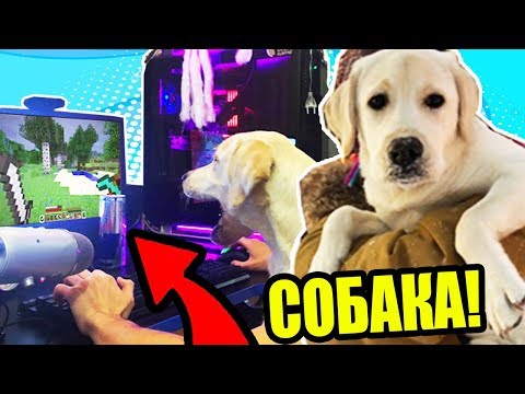 Видео: МОЯ СОБАКА ЛЮБИТ ИГРАТЬ В МАЙНКРАФТ!