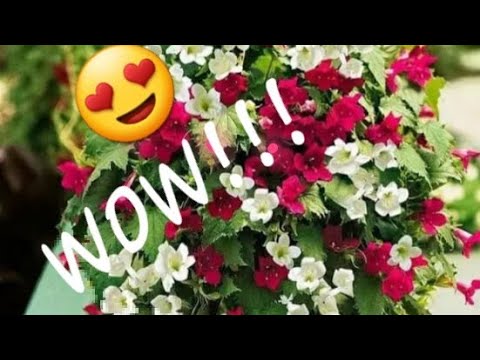 Видео: Лофос (Lofos)  Мой опыт выращивания.